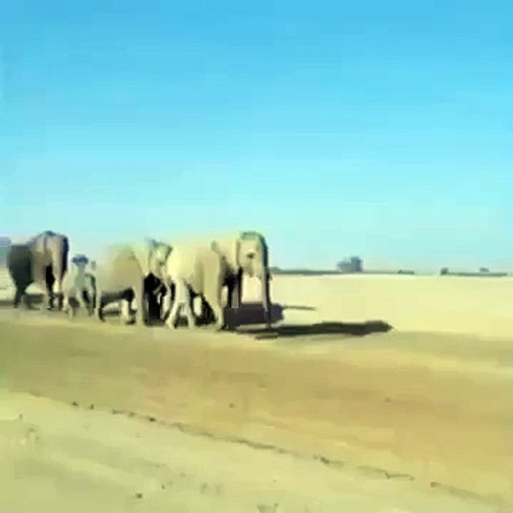 ابو خرطوم الفيل