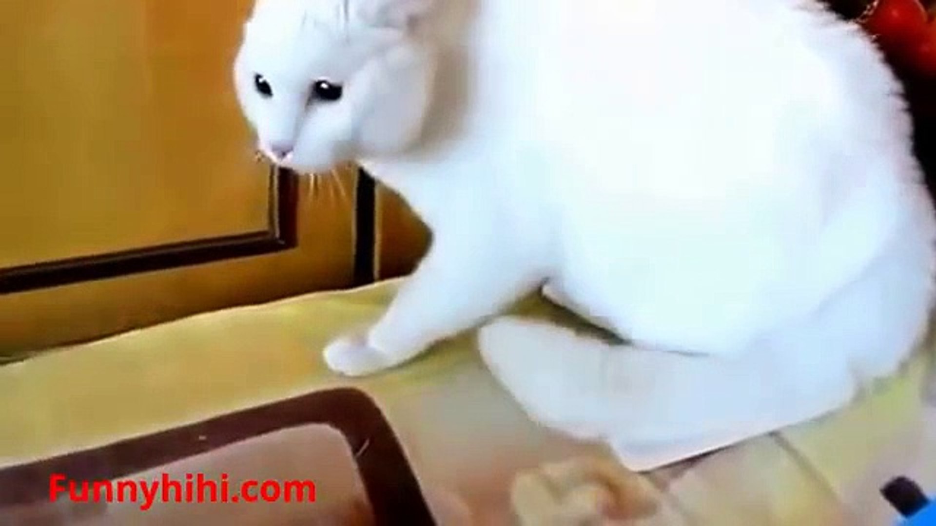 Funny Cats Funny Cats Videos 2015 Funny Cat Compition 2015 2