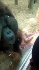 Un orang-outan fait des bisous sur le ventre d'une maman enceinte