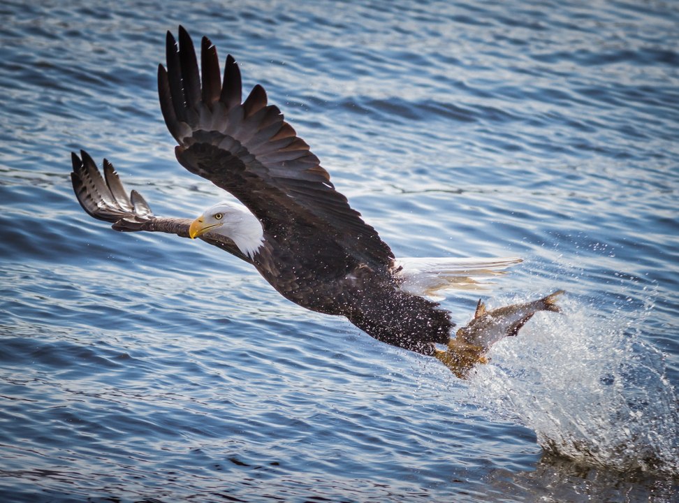 eagles fish hunt slow motion