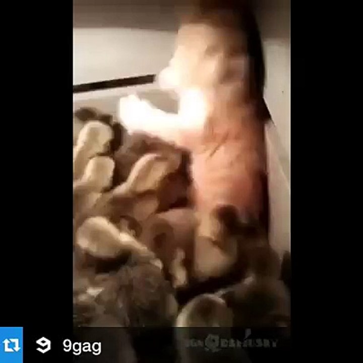 孟金龍 poor cat
