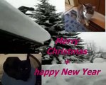 My speaking cats: Merry Christmas & a Happy New Year (Frohe Weihnachten   Gutes Neues Jahr)
