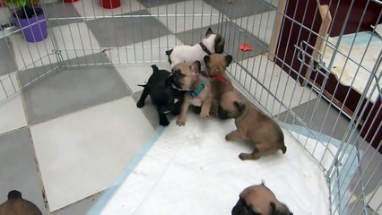 chiots bouledogue français 5 semaines