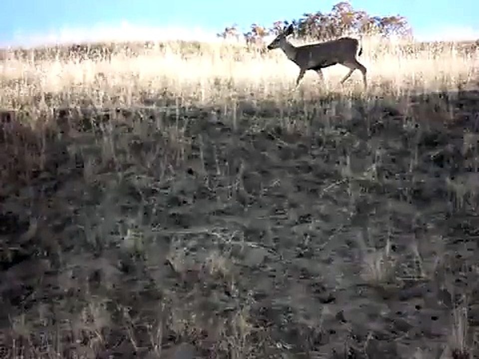 Deers doing....deer stuff