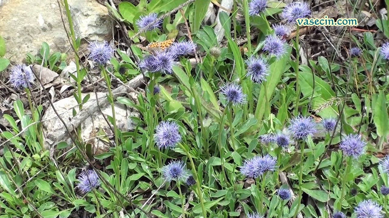 Dersim Pülümür (Begendik Köyü)