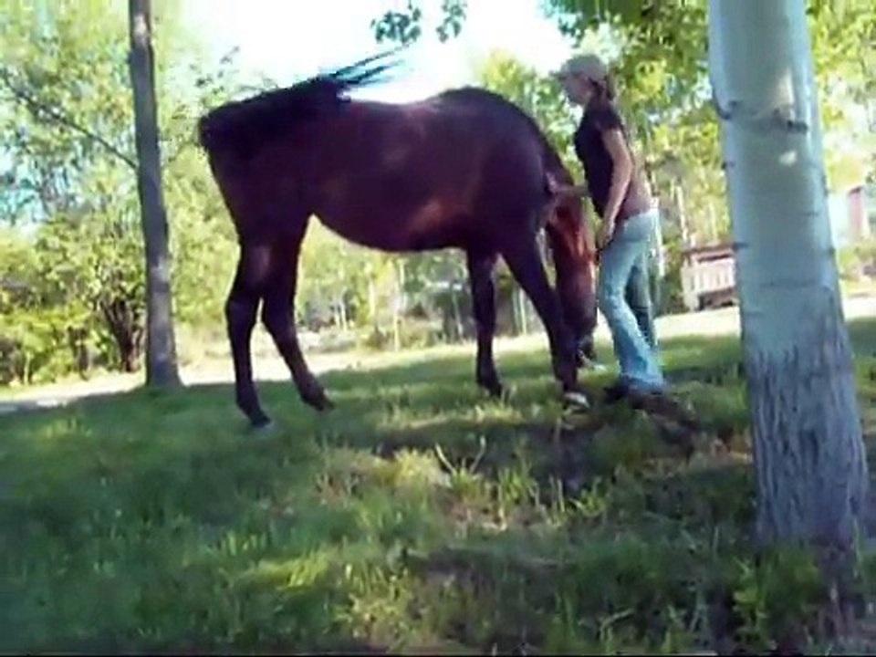Learn to Jump on/Ground Mount Your Horse! [NEW ideas! NEW Updated Video!]