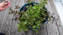 Growing mint in containers - spearmint/peppermint, apple and orange mint
