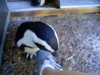 penguin humping