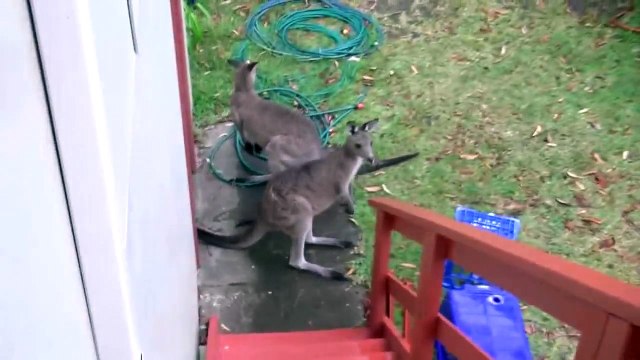 Kangaroos DO NOT make the ttt ttt ttt noises heard in Skippy