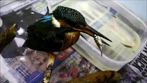 A Kingfisher rescued, featuring feeding and release