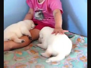 Video herunterladen: Weisse Schäferhunde Welpen White Shepherd Puppies Celtic´s Weißer Schweizer Schäferhund Welpe