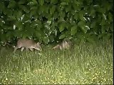 Newport Fox Cubs feeding to do their bit for Springwatch