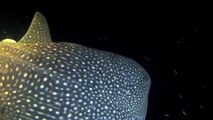 Requins Baleine de nuit OK Maldives HD/ Diving with Whale shark by night