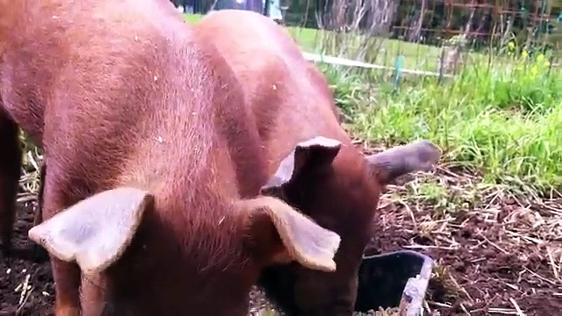 ⁣Duroc Pigs Feeding