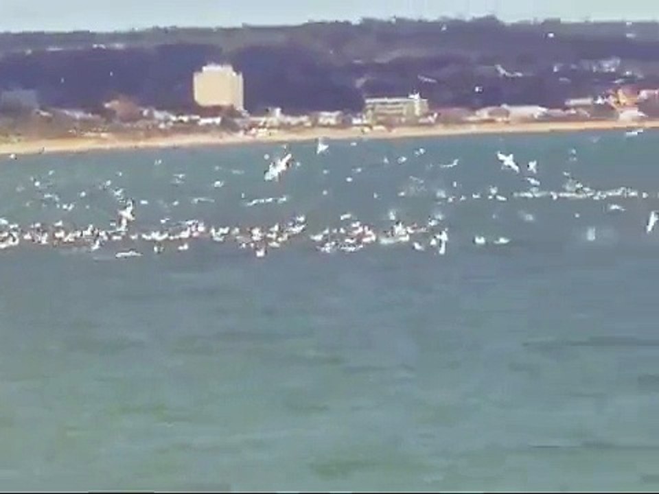 Salmon School!