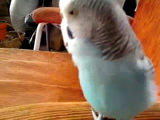 periquito australiano hablando y silbando