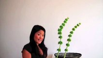 Eri Saito - Ikebana in 3 minutes