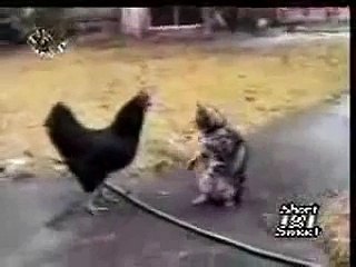 cat and hen animal  Funny Videos  cat comedy animal fighting hen