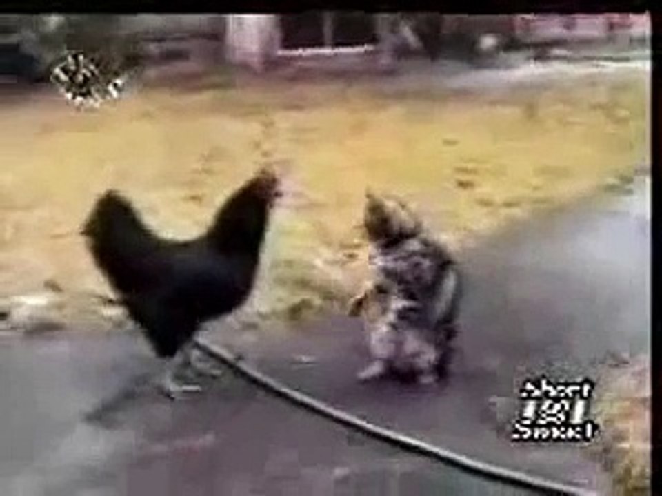 cat and hen animal  Funny Videos  cat comedy an...