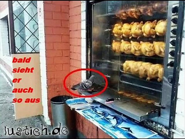 lustige Bilder