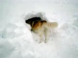 Siberian huskies play in a snow hole.