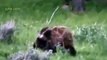 Documentary National Geographic - WildLife Animals Grizzly Bear Vs Wolf