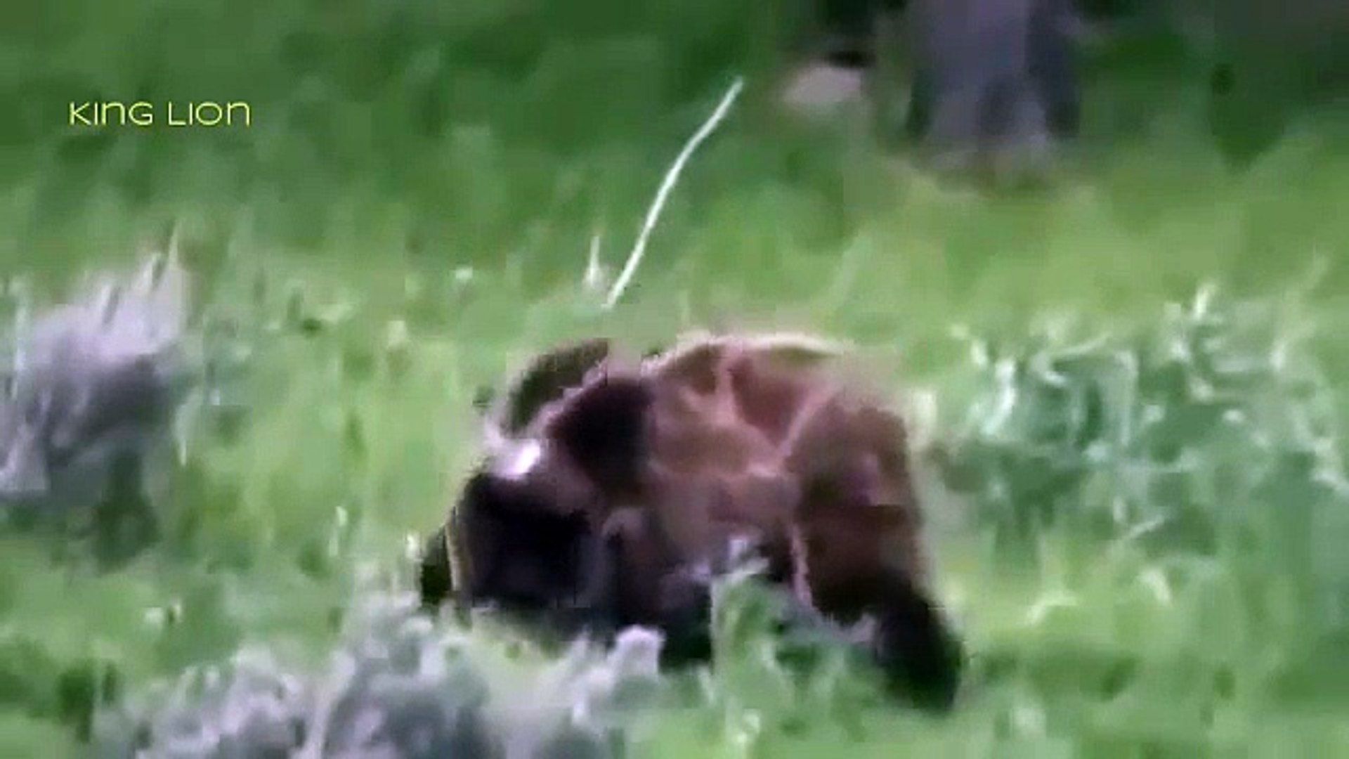 ⁣Documentary National Geographic - WildLife Animals Grizzly Bear Vs Wolf