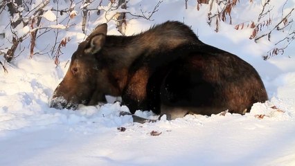 Alaska Snow Moose