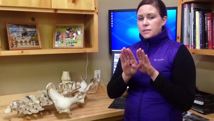 What is Kissing Spines?