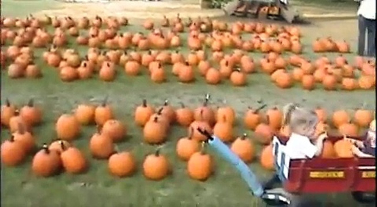 Pumpkin Patch