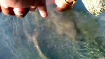 How to catch a tiny Crab !