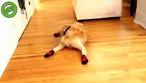 Köpekler Çorap Giyerse Ne Olur