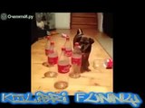 BEST FUNNY ANIMALS COMPILATION 2014 'TOP 100 of short tricks with animals'
