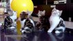 Funny Cat Funny Cats Videos 2015 Funny Animals Funny Cats Compilation Cute Pets