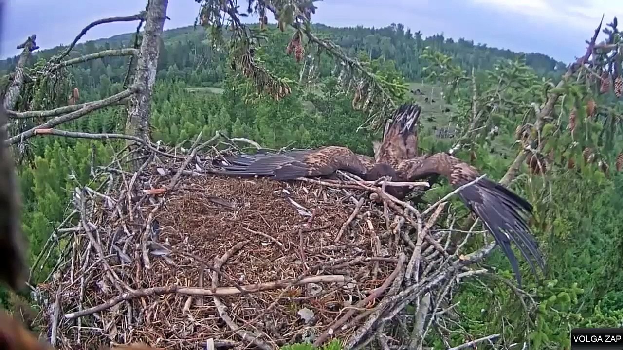 atterrissage fail - aigle