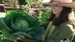 Organic Gardening - Growing Zucchini in Containers