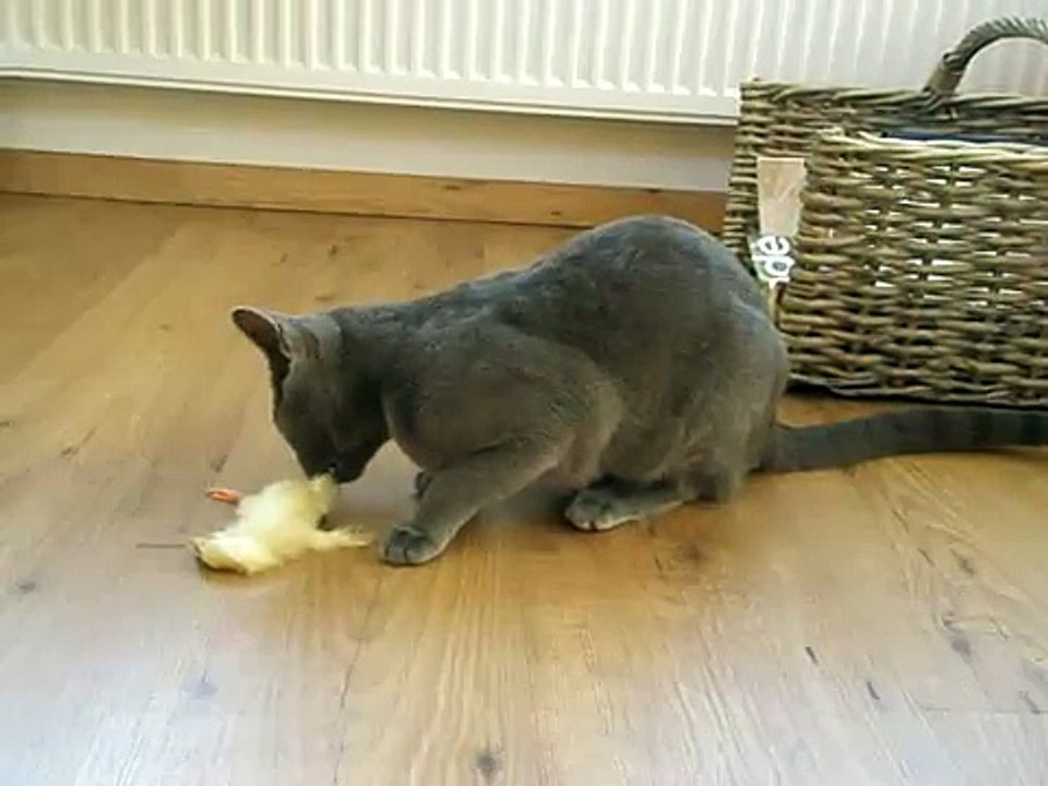 Cat eating Chick #2
