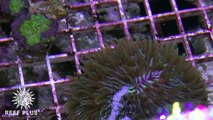 Feeding Reef Nutrition's R.O.E to the corals at Reef Plus