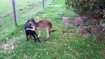 Amazing  Kangaroo and Dog showing their love for each other