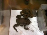 フンをするヒキガエル Toad Poop