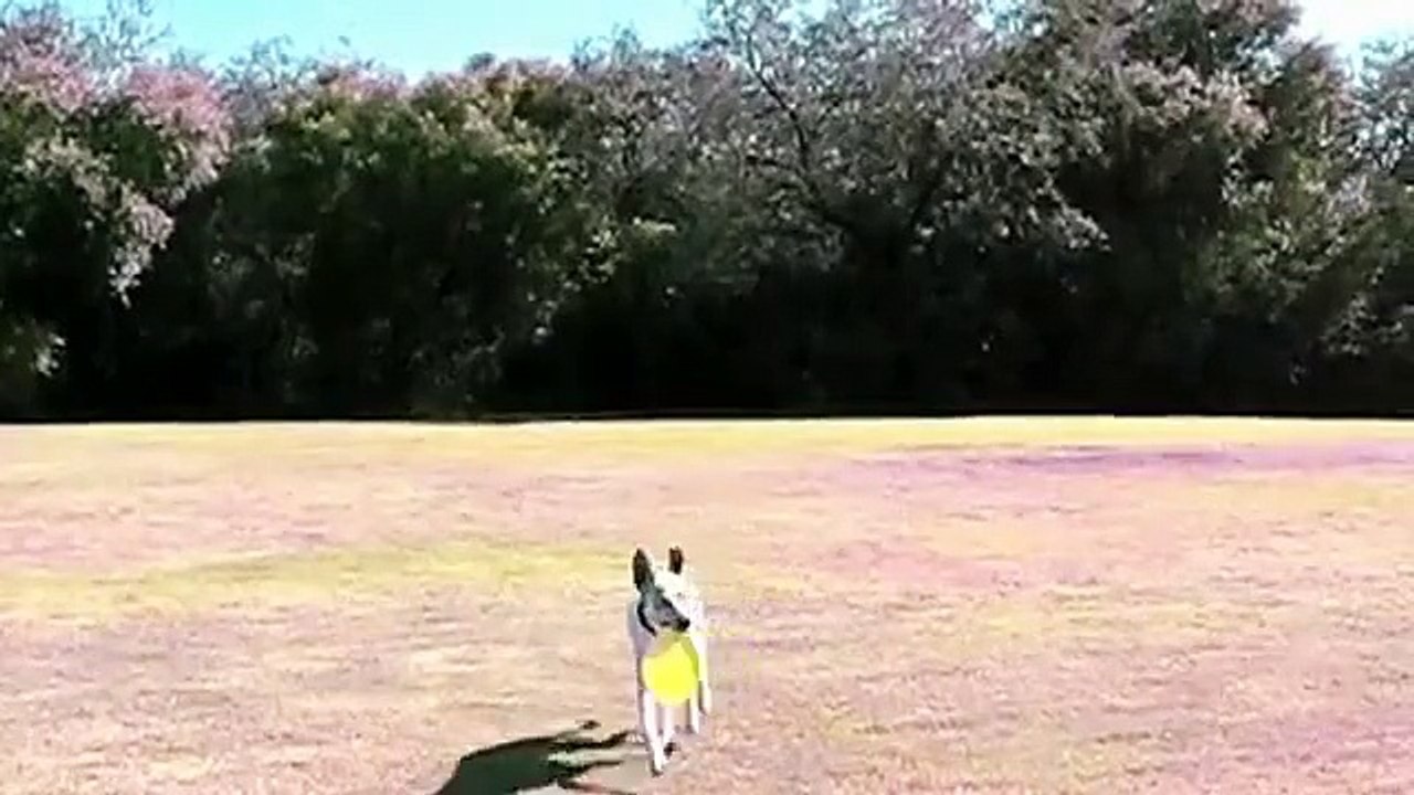 Neo the Frisbee Pooch