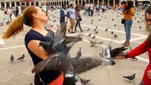 Venice Italy - Pigeons At Piazza San Marco