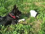 Westie puppy meeting german shepherd puppy for first time