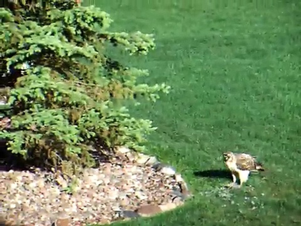 Hawk eats Robin