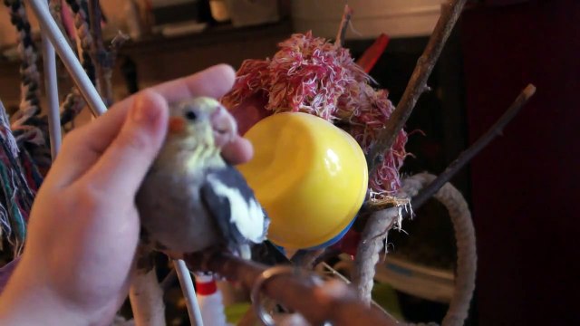 ручной пестрый карелла мальчик