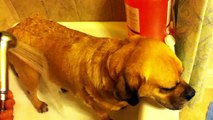 Fatass dog taking a bath