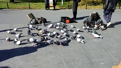 Pigeon does not know what's up