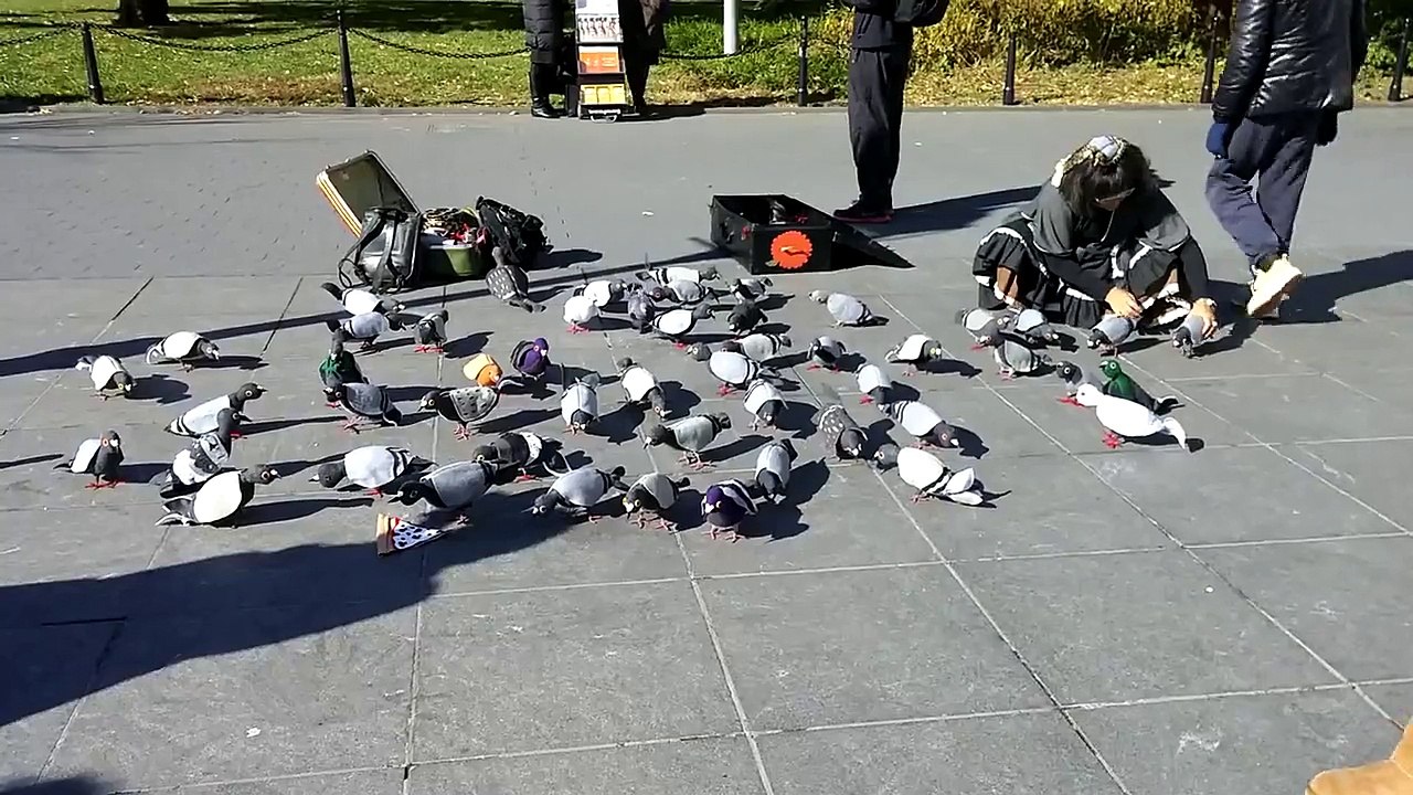 Pigeon does not know what's up