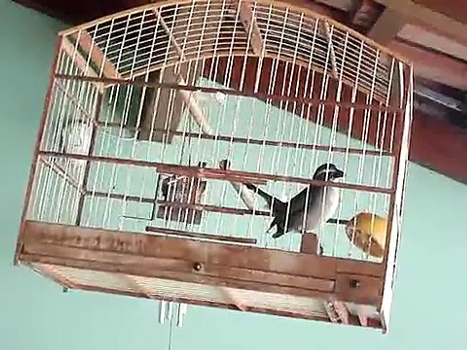 trinca ferro varios cantos