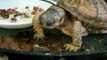 Turtle Eating Slug